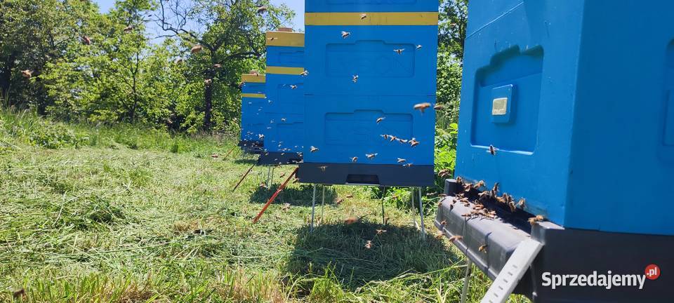 ODKŁADY PSZCZELE Pszczoły Na Ramce Bielsko-Biała