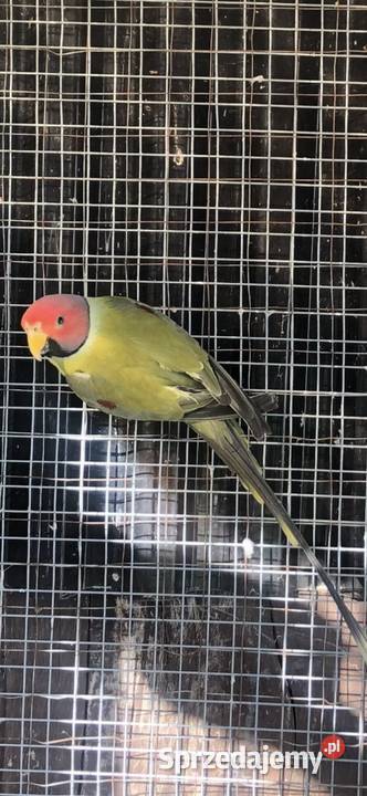 Aleksandretta śliwoglowa para lęgowa z woliery Maciejowice