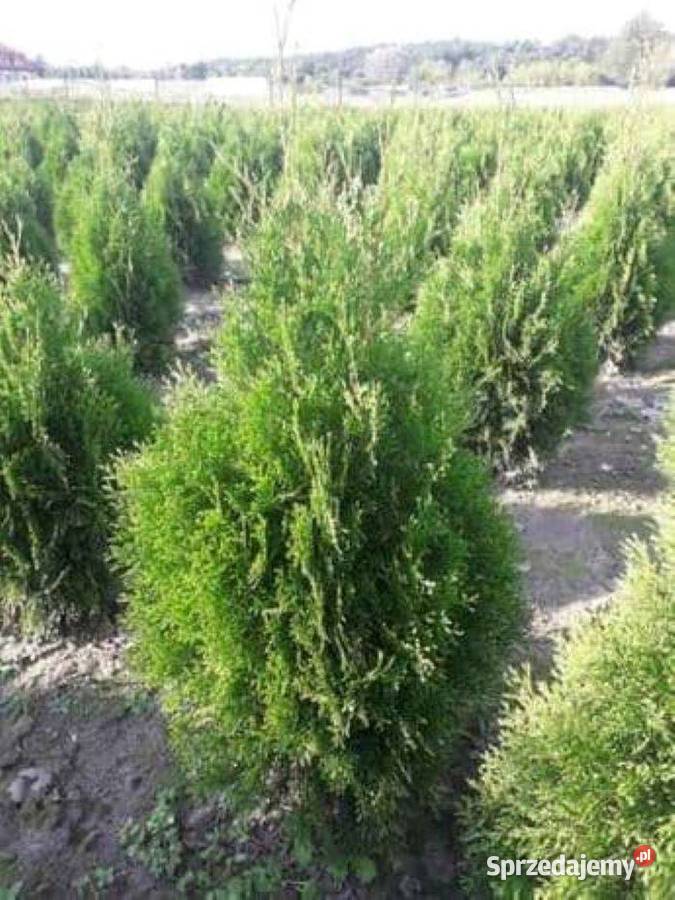 Tuja szmaragd tuje 80 110 piękne sadzonki świętokrzyskie Ożarów