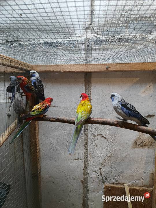 Rozelle królewskie Bochnia