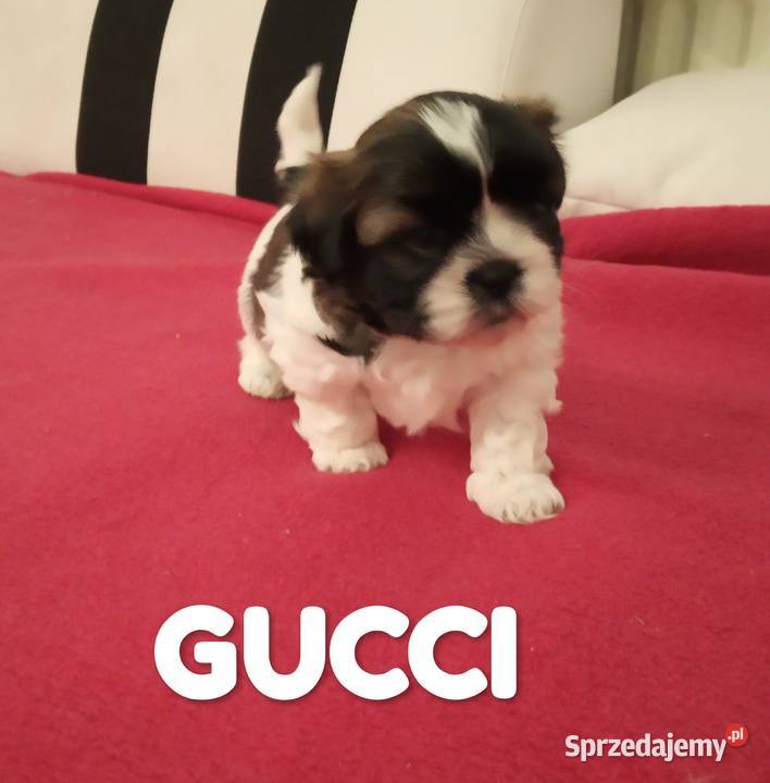 Sprzedam pieski shihtzu