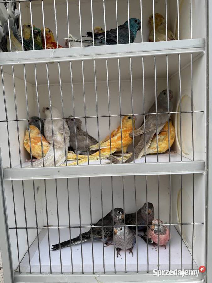 Sprzedam papugi Rzeszów