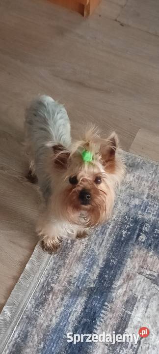 Yorkshire terrier śląskie