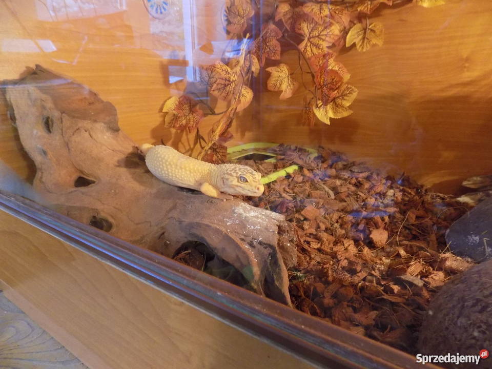 Gekon lamparciterrarium wielkopolskie Poznań
