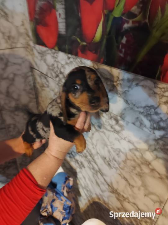 Jamnik krótkowłosy merle piesek