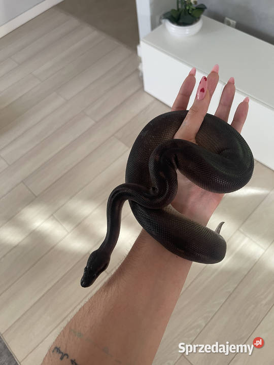 Python Regius Samica Black Head Black Pastel GHI Warszawa