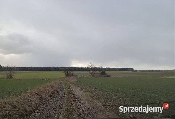 Działka z możliwością zabudowy utwardzona Grunty i działki Goła