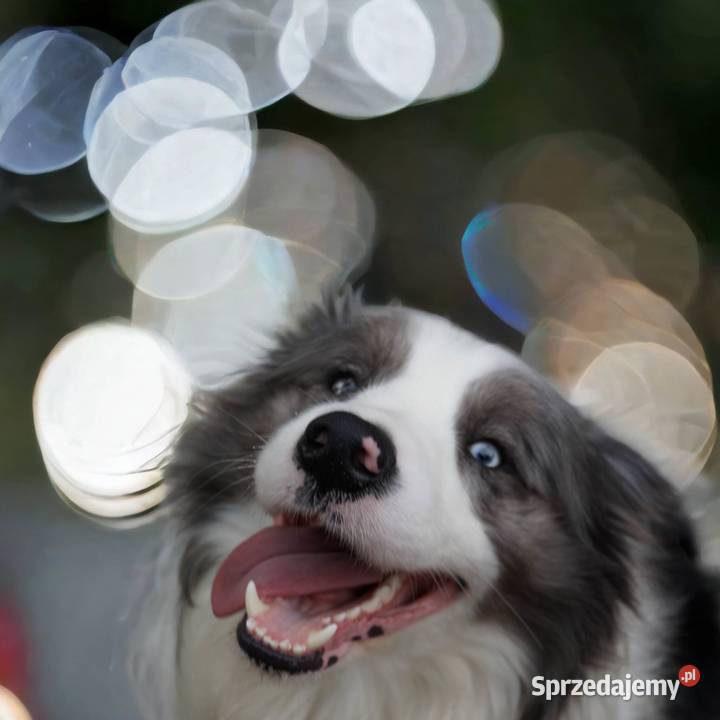 Border Collie FCI do odbioru lekarza weterynarii Dębica sprzedam