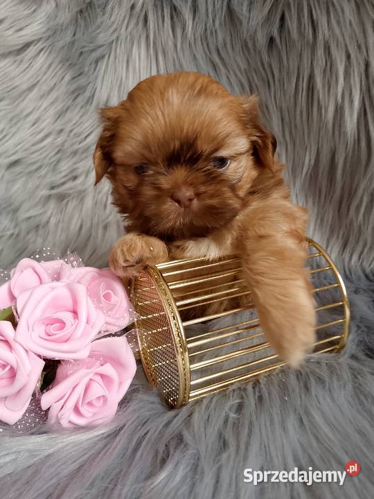 Piękna suczka shih tzu szuka domku Namysłów sprzedam