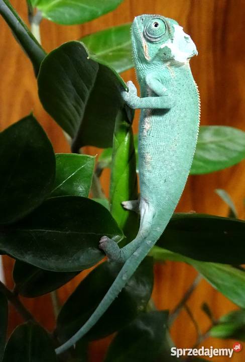 Młode Kameleony jemeńskie Łódź