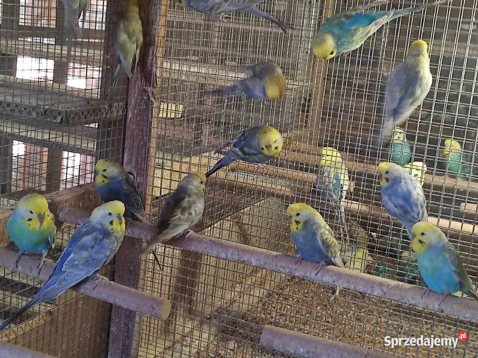 Papużki faliste tęczowe Ptaki Rębków