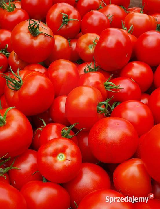 POMIDOR DELFINE rozsada sadzonka Jelenia Góra