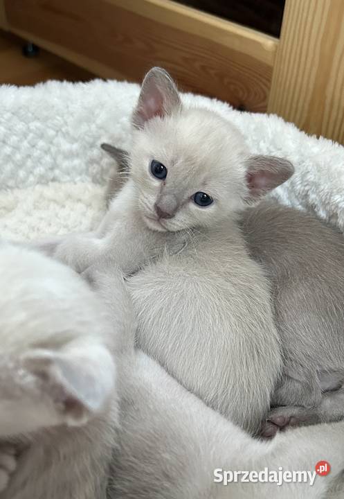 Kot tonkijski kocięta tonkijskie syjamski sprzedam