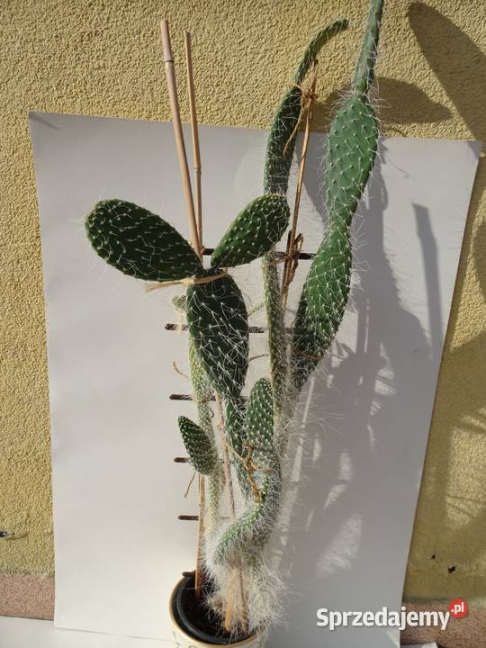 Opuncja kaktus wys 80 Kaktusy i sukulenty Nowy Sącz
