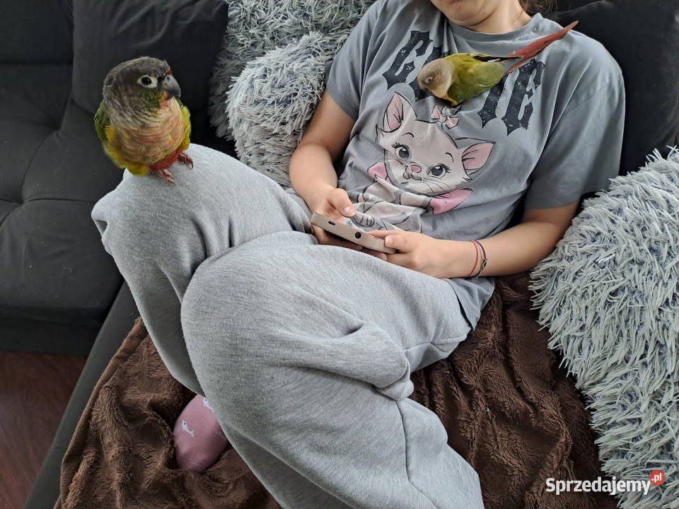 Rudosterki ręcznie karmione Piaseczno sprzedam
