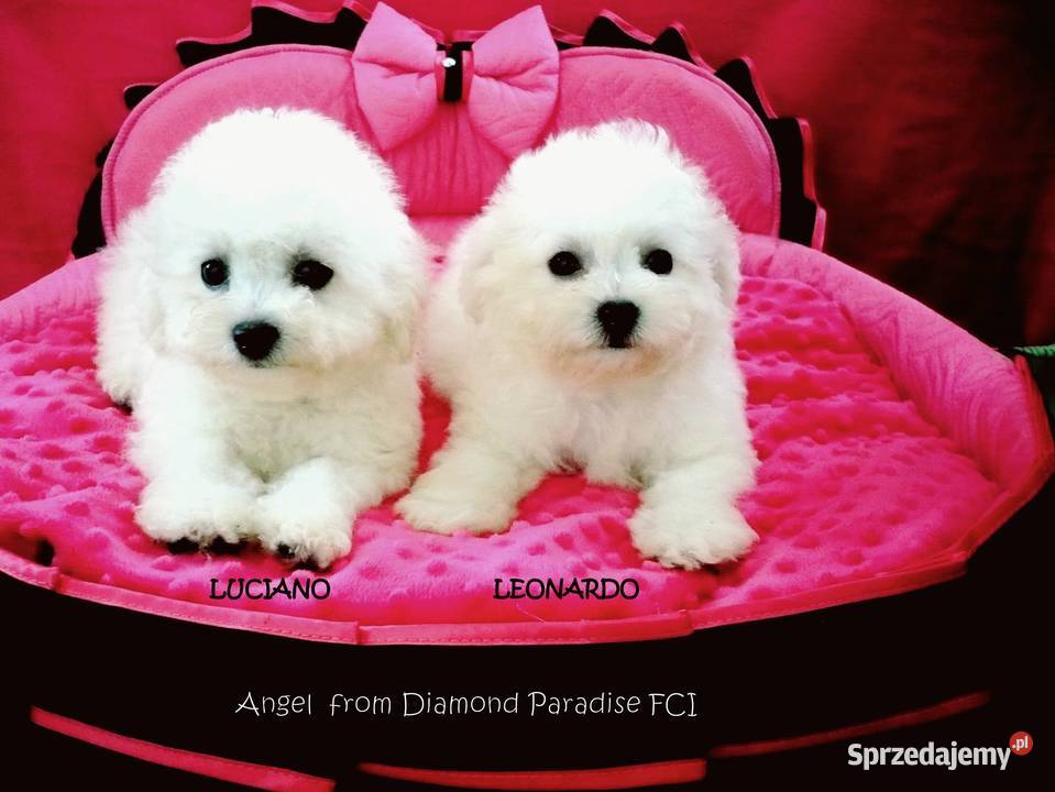 Bichon frise z rodowodem FCI do odbioru Chojnice sprzedam