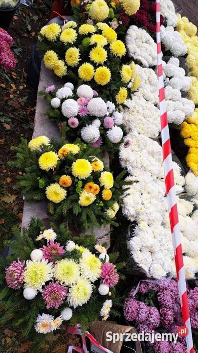 Chryzantemy doniczkowe wiązanki i bukiety mazowieckie Radom