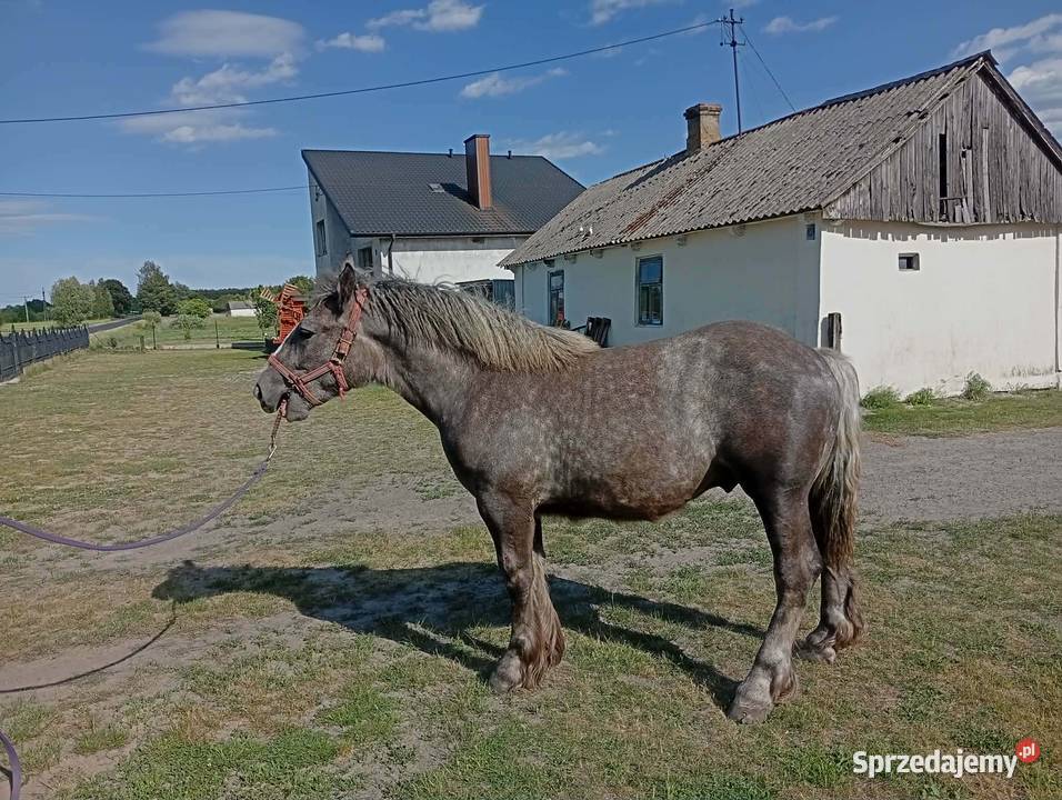 Sprzedam ogierka Pogranicze