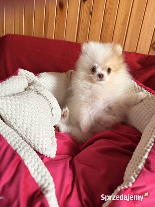Szpic miniaturowy pomeranian