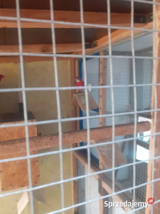 Likwidacja hodowli papug Kluczbork
