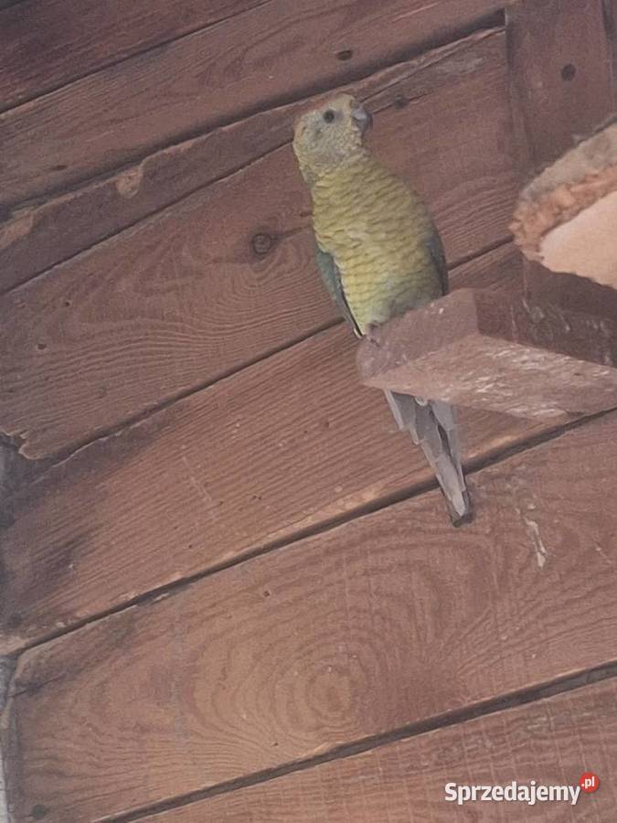 Para świergotów Ptaki Szubin