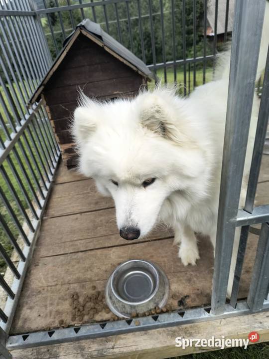 Samoyed pies biały Kąclowa