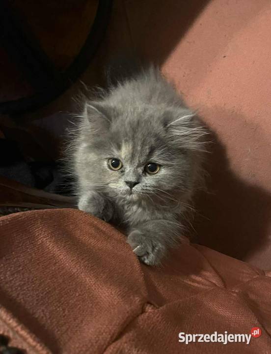 Pers kocurek perski niebieski Gliwice