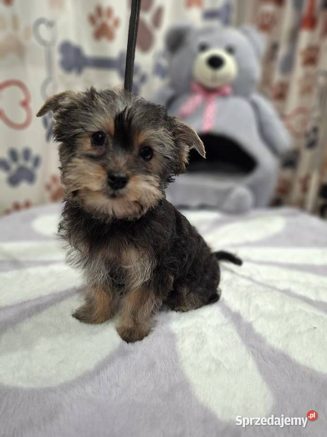 Yorkshire terrier Psary Małe