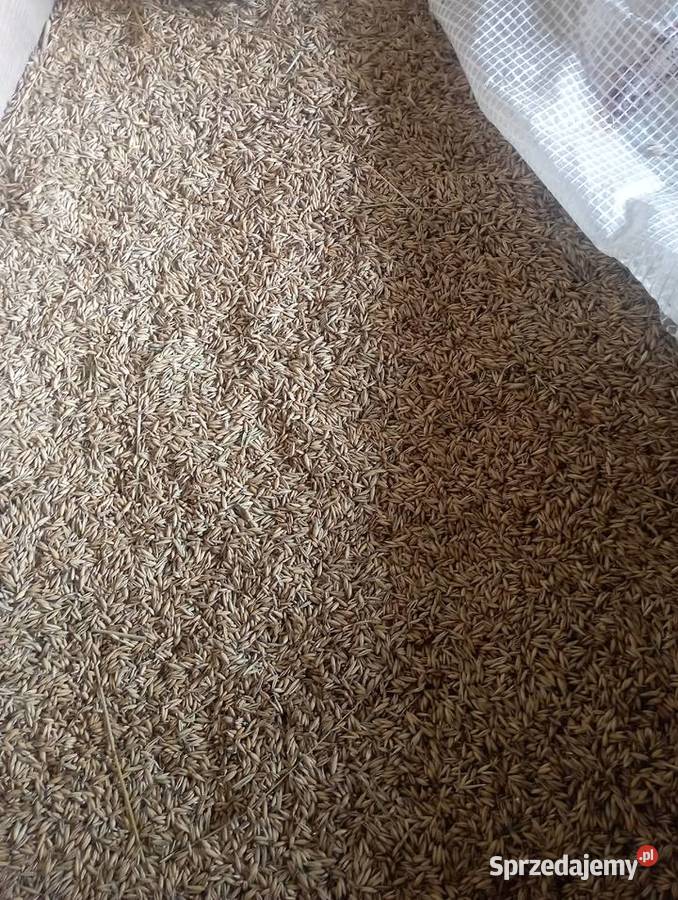 Owies że zbiorów z 2025 roku podkarpackie