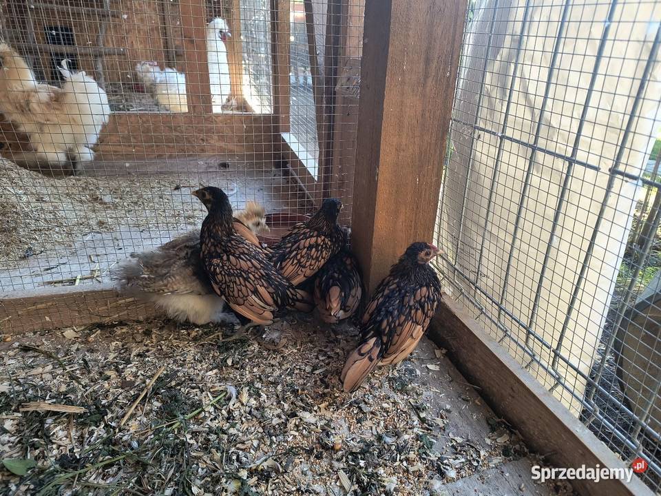 Sprzedam srebrytki Siedleczko