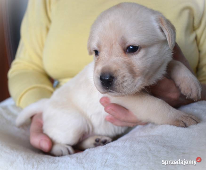 Zdrowe piękne mądre suczki Labrador ZKwP Myszków