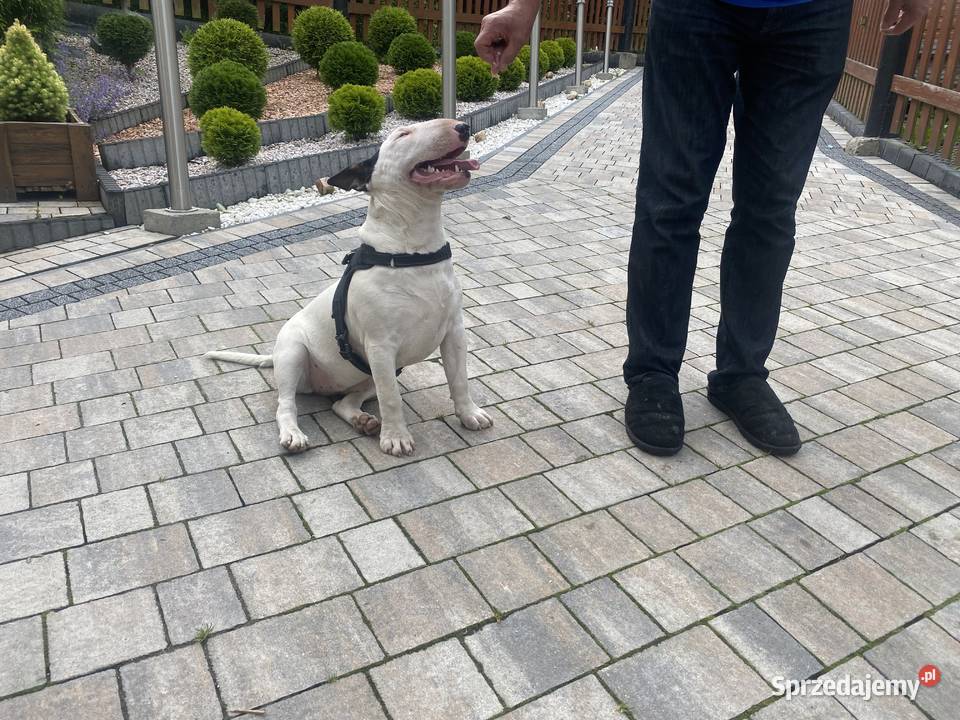 Sprzedam bulteriera Rytro