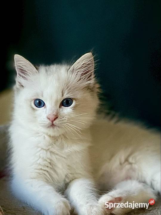 Kocurek Ragdoll DRACO Koty Częstochowa