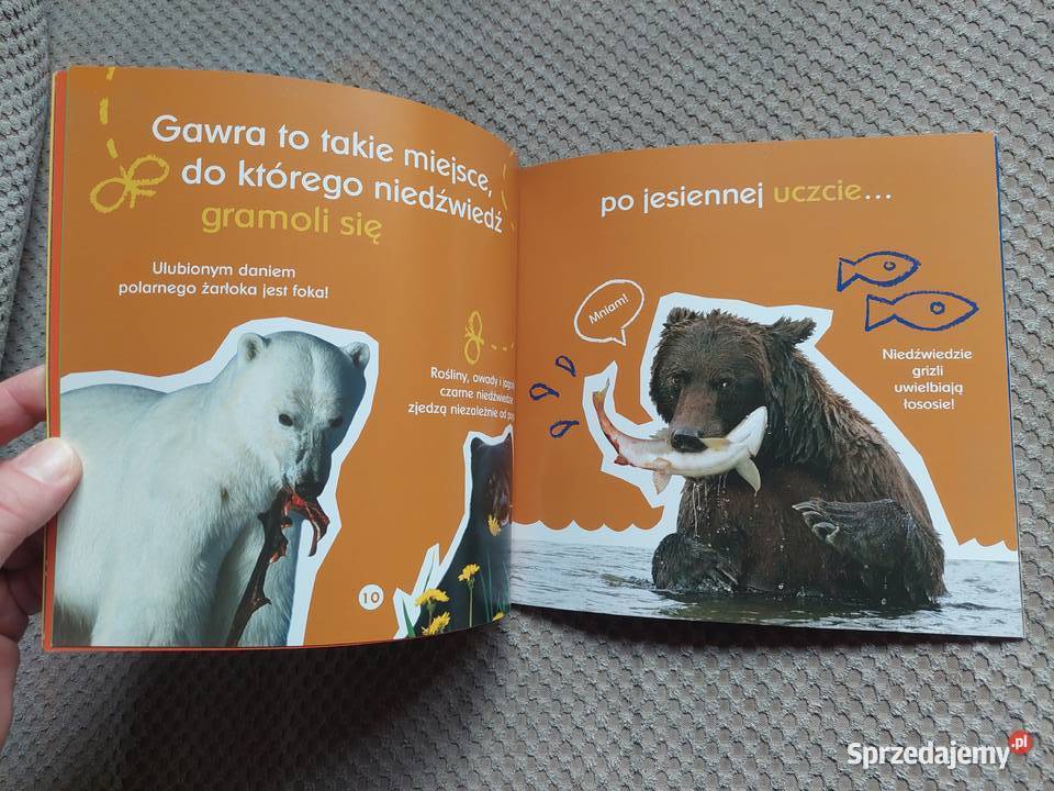 O gawrach czyli niedźwiedzich łóżkach Becky małopolskie Kraków