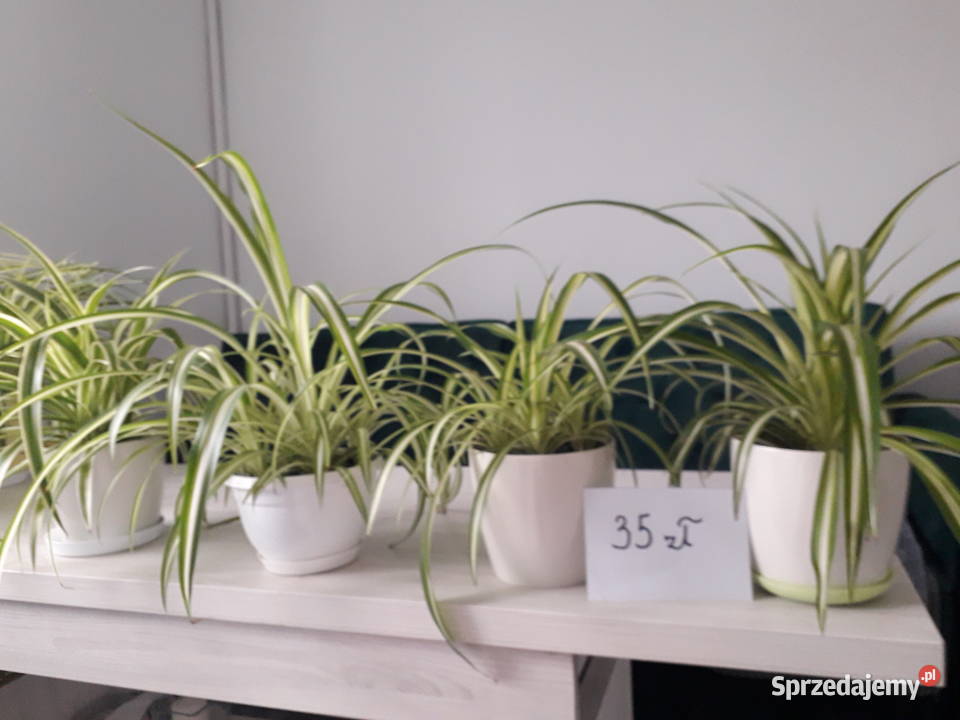 Zielistka kwiat domowy Dom i Ogród Skoczów