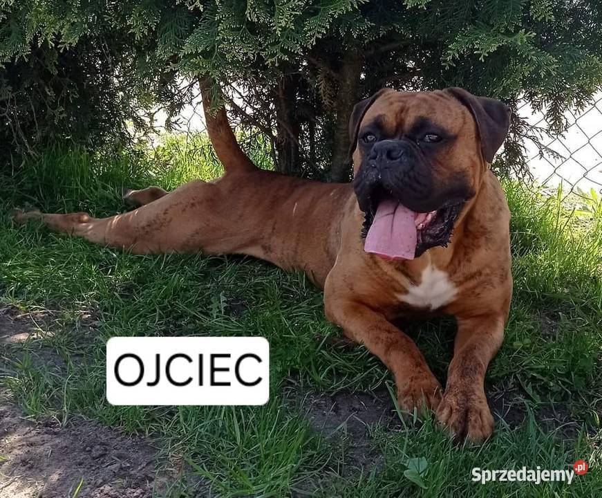 Szczeniaki Bokser wielkopolskie Baszyny sprzedam