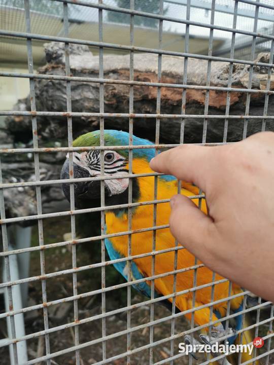 Ara Arauna Samiec 2023r Ary Rauna Ptaki