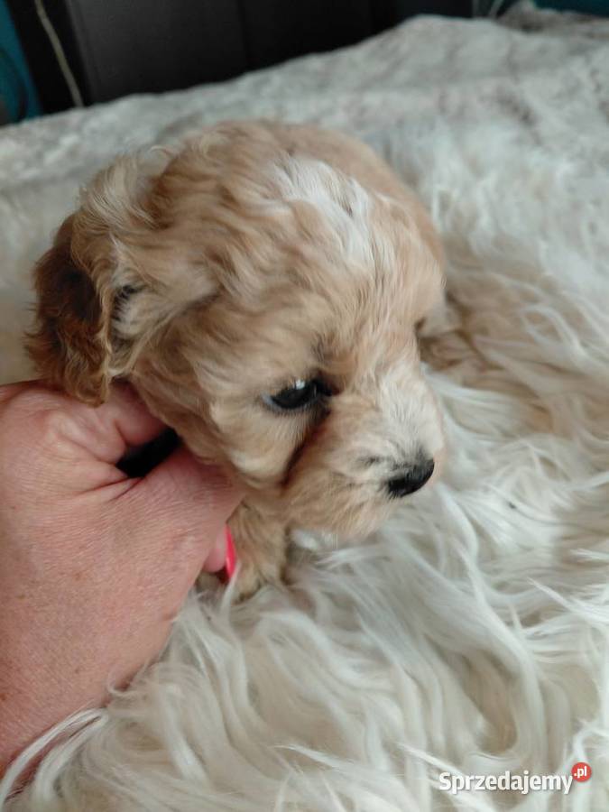 Maltipoo piesek Wyszków