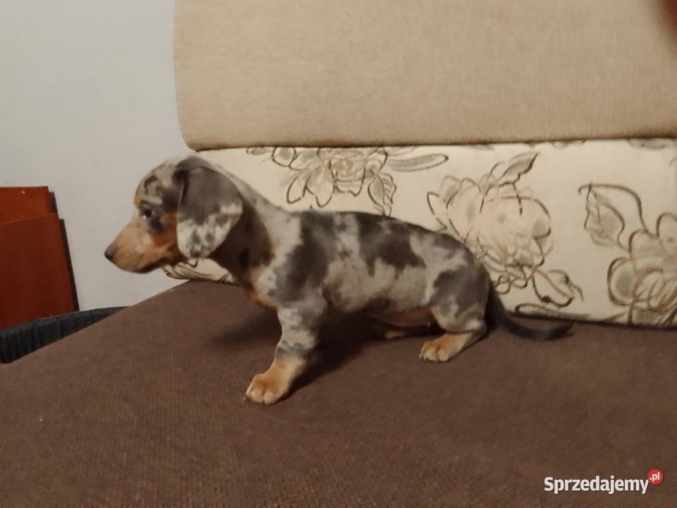 Jamnik Blue merle suczka Żyrardów