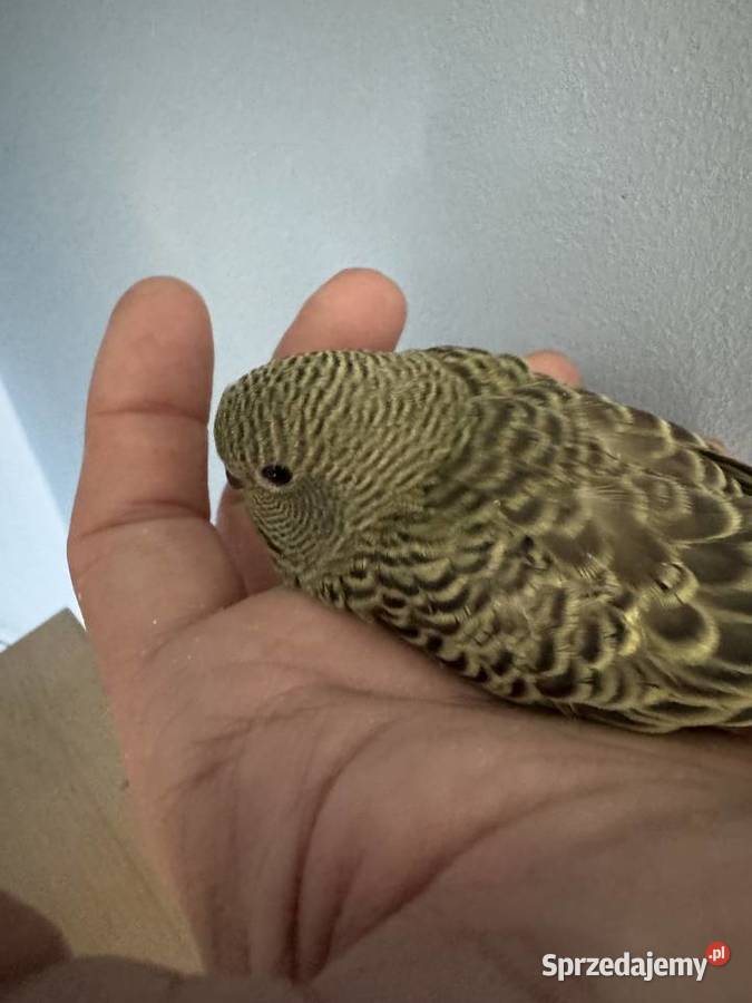 Papużki Faliste Blackface 2025 Ptaki Brzeszcze