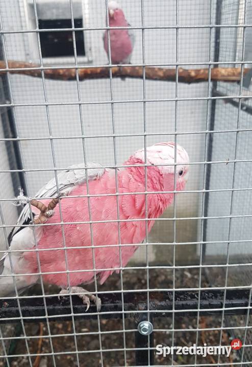 Kakadu Różowe para Bystra