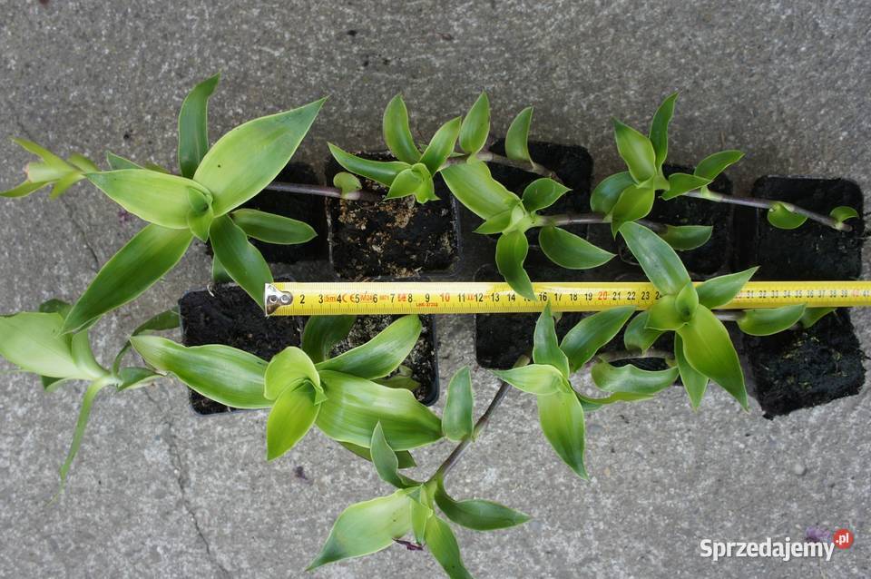 Złoty wąs Callisia fragrans zestaw sadzonek 5 Krosno