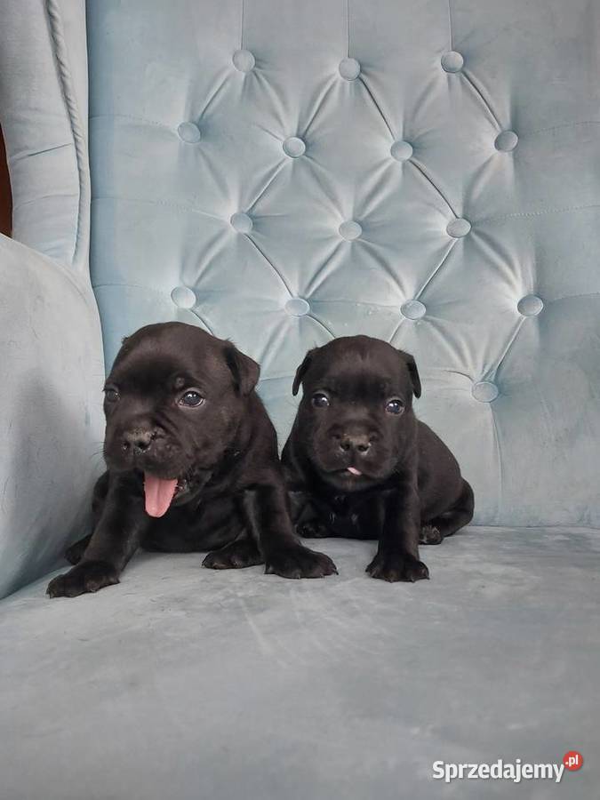 Staffiki Staffordshire buulterier Wieliczka