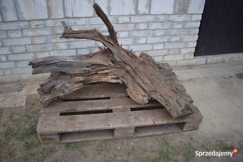 Niepowtarzalny korzeń ozdobny do ogrodu świętokrzyskie Połaniec sprzedam