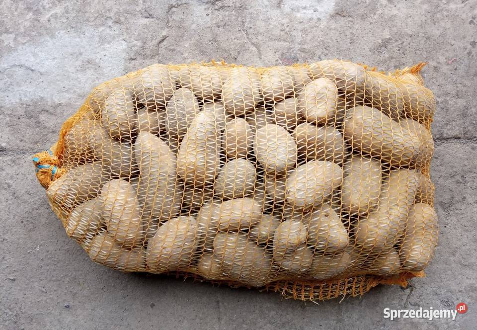 Ziemniaki jadalne dolnośląskie Strzałkowa