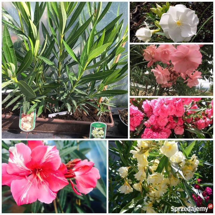 Oleander biały pachnący pełny na imieniny Brzeźnica