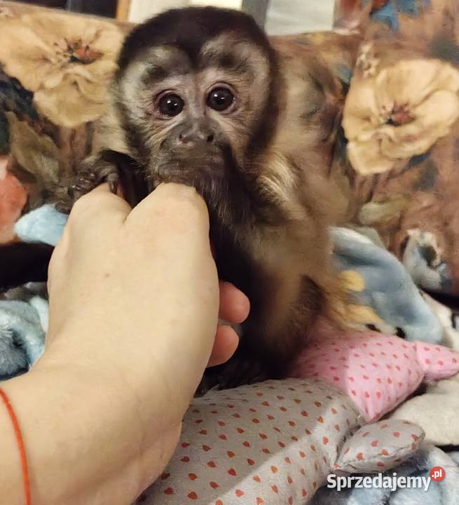 Małpka Kapucynka czubata dzoewczyna Pruszcz Gdański