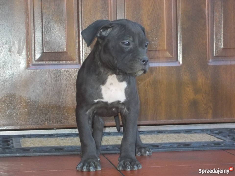 Suczka Czarna Amstaff Płock