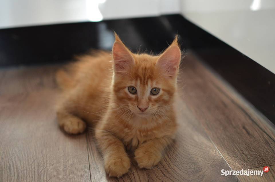 Kotek main coon z rodowodem śląskie