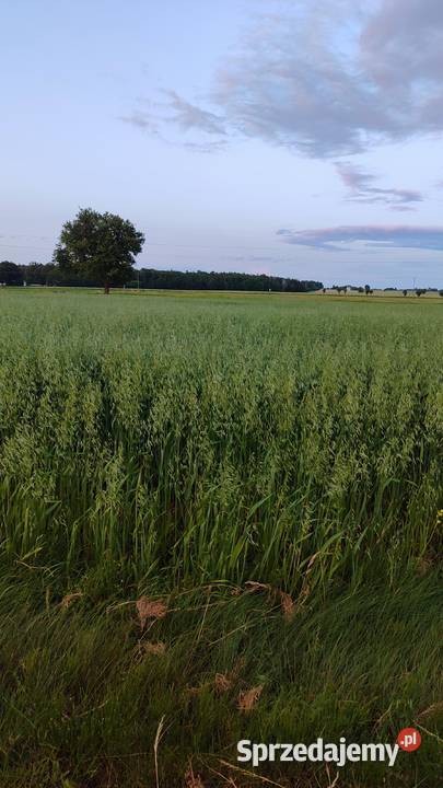 Sprzedam owies Maków Mazowiecki
